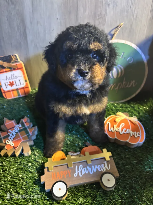 Dexter  – Poodle - Miniature , Miniature Bernedoodle puppy for sale in Ravenna, OH