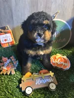 Dexter , a male Poodle - Miniature  and Miniature Bernedoodle for sale in Ravenna, OH – 1 of 3