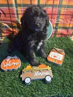 Gordy , a male Miniature Bernedoodle for sale in Ravenna, OH – 1 of 3
