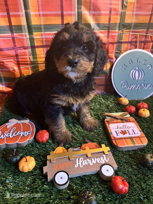 Ash  – Miniature Bernedoodle puppy for sale in Ravenna, OH