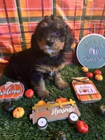 Ash , a male Miniature Bernedoodle for sale in Ravenna, OH – 1 of 3