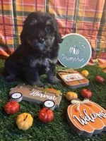 Apple , a female Miniature Bernedoodle for sale in Ravenna, OH – 1 of 4