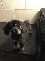 Lexi , a female Poodle - Miniature  for sale in Ravenna, OH – 3 of 3