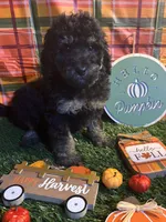 Blossom, a female Miniature Bernedoodle for sale in Ravenna, OH – 3 of 4