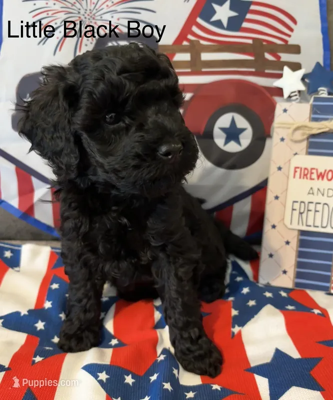 Rex – Poodle - Miniature  puppy for sale in Ravenna, OH