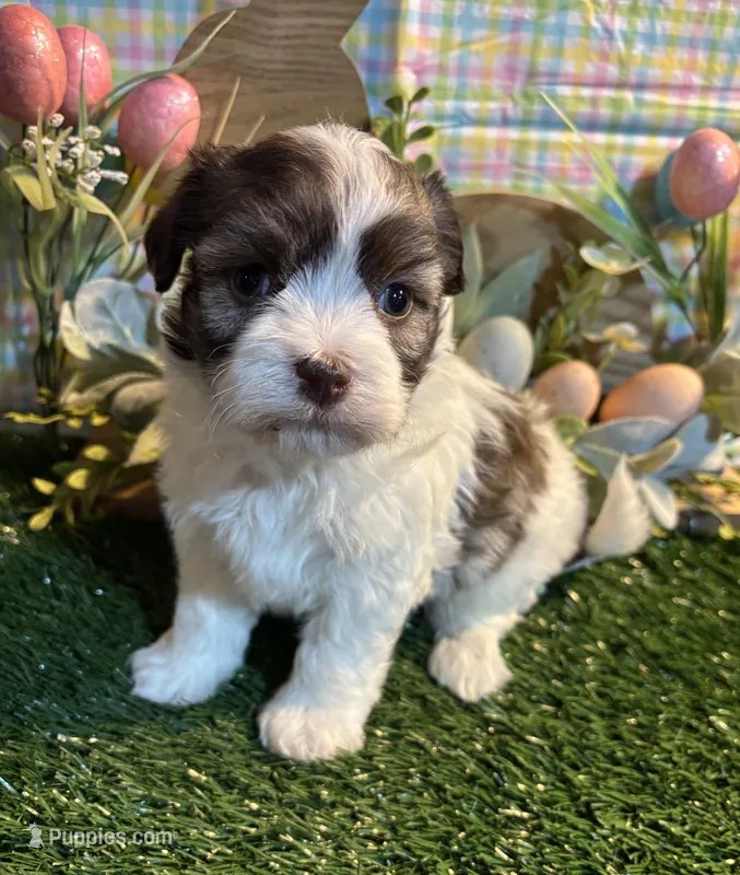 Rain , a female Havanese for sale in Ravenna, OH – Photo 1 of 4