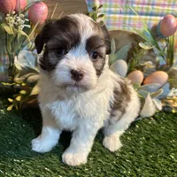 Rain , a female Havanese for sale in Ravenna, OH – Photo 1 of 4