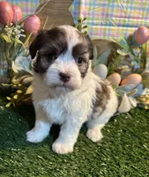 Rain , a female Havanese for sale in Ravenna, OH – Photo 1 of 4