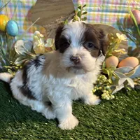 Rain , a female Havanese for sale in Ravenna, OH – Photo 2 of 4