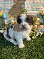 Rain , a female Havanese for sale in Ravenna, OH – Photo 2 of 4