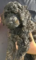 Marco , a male Poodle - Miniature  for sale in Ravenna, OH – 6 of 6