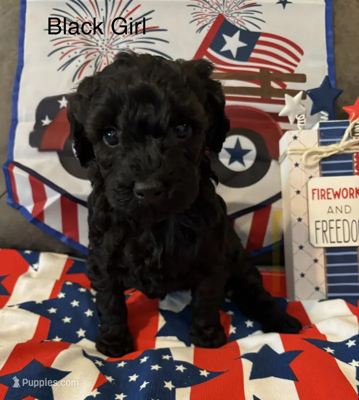 Lexi  – Poodle - Miniature  puppy for sale in Ravenna, OH
