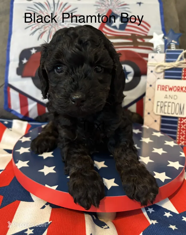 Marco  – Poodle - Miniature  puppy for sale in Ravenna, OH