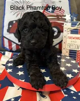 Marco , a male Poodle - Miniature  for sale in Ravenna, OH – 1 of 3