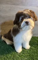 Lacey , a female Havanese for sale in Ravenna, OH – 2 of 4