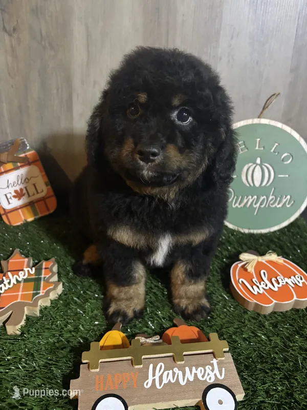 Duncan  – Poodle - Miniature , Miniature Bernedoodle puppy for sale in Ravenna, OH