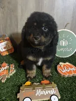 Duncan , a male Poodle - Miniature  and Miniature Bernedoodle for sale in Ravenna, OH – 1 of 3
