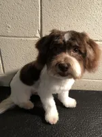 Lacey , a female Havanese for sale in Ravenna, OH – 4 of 4