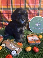 Apple , a female Miniature Bernedoodle for sale in Ravenna, OH – 2 of 4