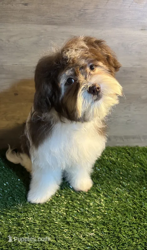 Lacey  – Havanese puppy for sale in Ravenna, OH