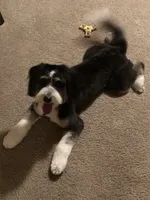 Gordy , a male Miniature Bernedoodle for sale in Ravenna, OH – 2 of 3