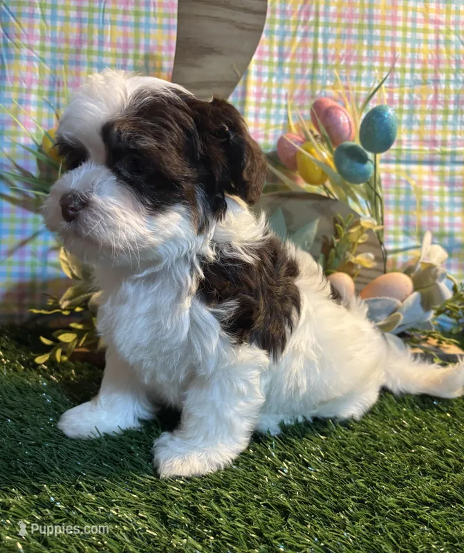 Lennon  – Havanese puppy for sale in Ravenna, OH