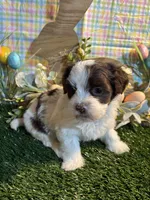 Lennon , a male Havanese for sale in Ravenna, OH – Photo 2 of 4