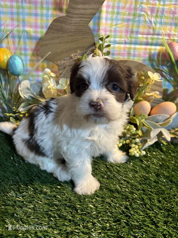 Lennon , a male Havanese for sale in Ravenna, OH – Photo 1 of 4