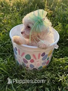 Little Miss Easter Bunny  – Poodle - Miniature  puppy for sale in Los Angeles, CA