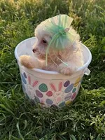 Little Miss Easter Bunny , a female Poodle - Miniature  for sale in Los Angeles, CA – Photo 1 of 2