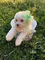 Little Miss Easter Bunny , a female Poodle - Miniature  for sale in Los Angeles, CA – Photo 2 of 2