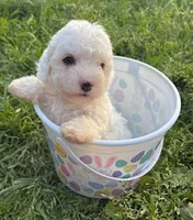 Sir Hops-A-Lot, a male Poodle - Miniature  for sale in Los Angeles, CA – Photo 2 of 2
