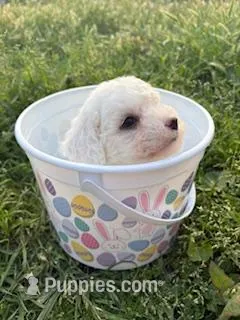 Sir Hops-A-Lot – Poodle - Miniature  puppy for sale in Los Angeles, CA