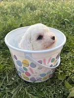 Sir Hops-A-Lot, a male Poodle - Miniature  for sale in Los Angeles, CA – Photo 1 of 2