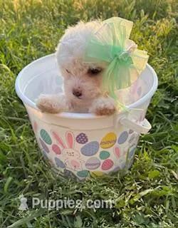 Tiny Easter Princess  – Poodle - Miniature  puppy for sale in Los Angeles, CA