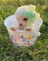 Tiny Easter Princess , a female Poodle - Miniature  for sale in Los Angeles, CA – Photo 1 of 2