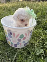 The Easter Princess , a female Poodle - Miniature  for sale in Los Angeles, CA – Photo 4 of 4