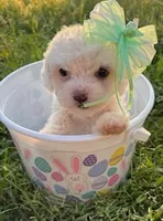Tiny Easter Princess , a female Poodle - Miniature  for sale in Los Angeles, CA – Photo 2 of 2