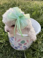 The Easter Princess , a female Poodle - Miniature  for sale in Los Angeles, CA – Photo 2 of 4