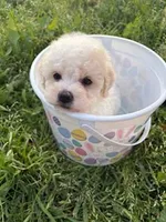 The Easter Prince , a male Poodle - Miniature  for sale in Los Angeles, CA – Photo 2 of 2