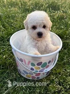 The Easter Prince  – Poodle - Miniature  puppy for sale in Los Angeles, CA