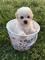 The Easter Prince , a male Poodle - Miniature  for sale in Los Angeles, CA – Photo 1 of 2