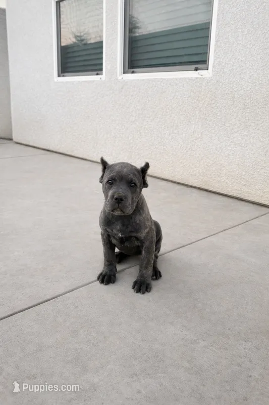 Cane Corso