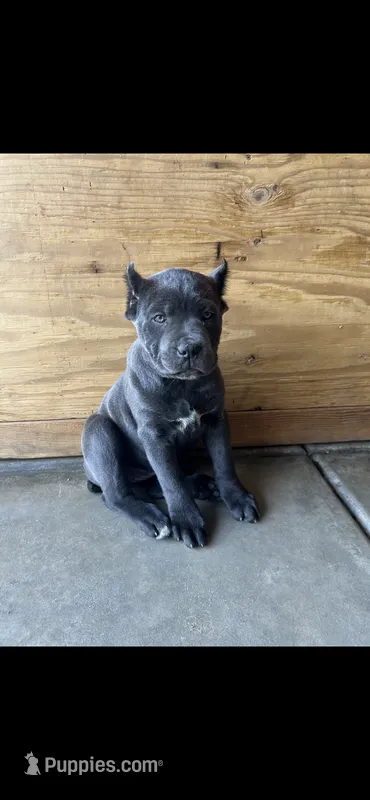 Cane Corso
