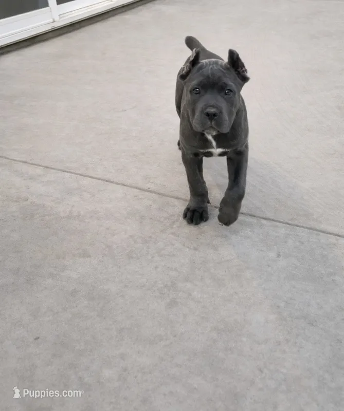 Cane Corso