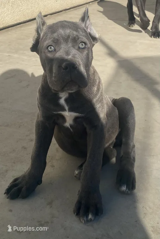 Cane Corso