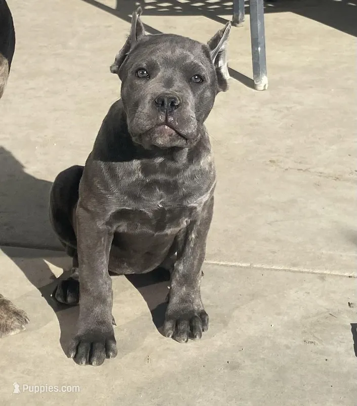 Cane Corso