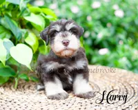 Harry, a female Miniature Schnauzer for sale in Abbeville, SC – 3 of 3