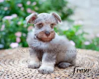 Fraser, a male Miniature Schnauzer for sale in Abbeville, SC – 7 of 9