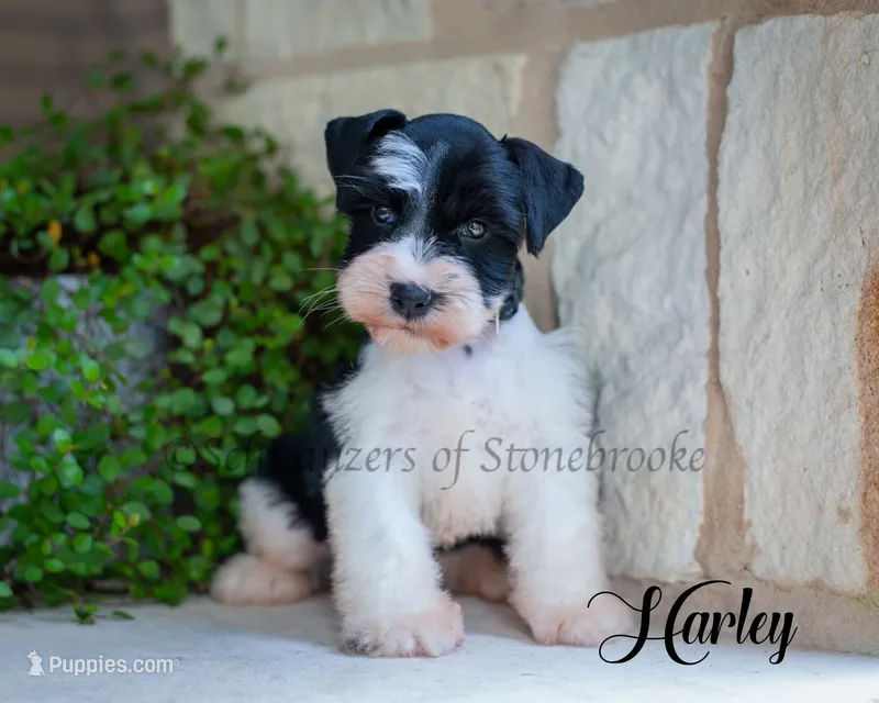 AKC Harley – Miniature Schnauzer puppy for sale in Abbeville, SC